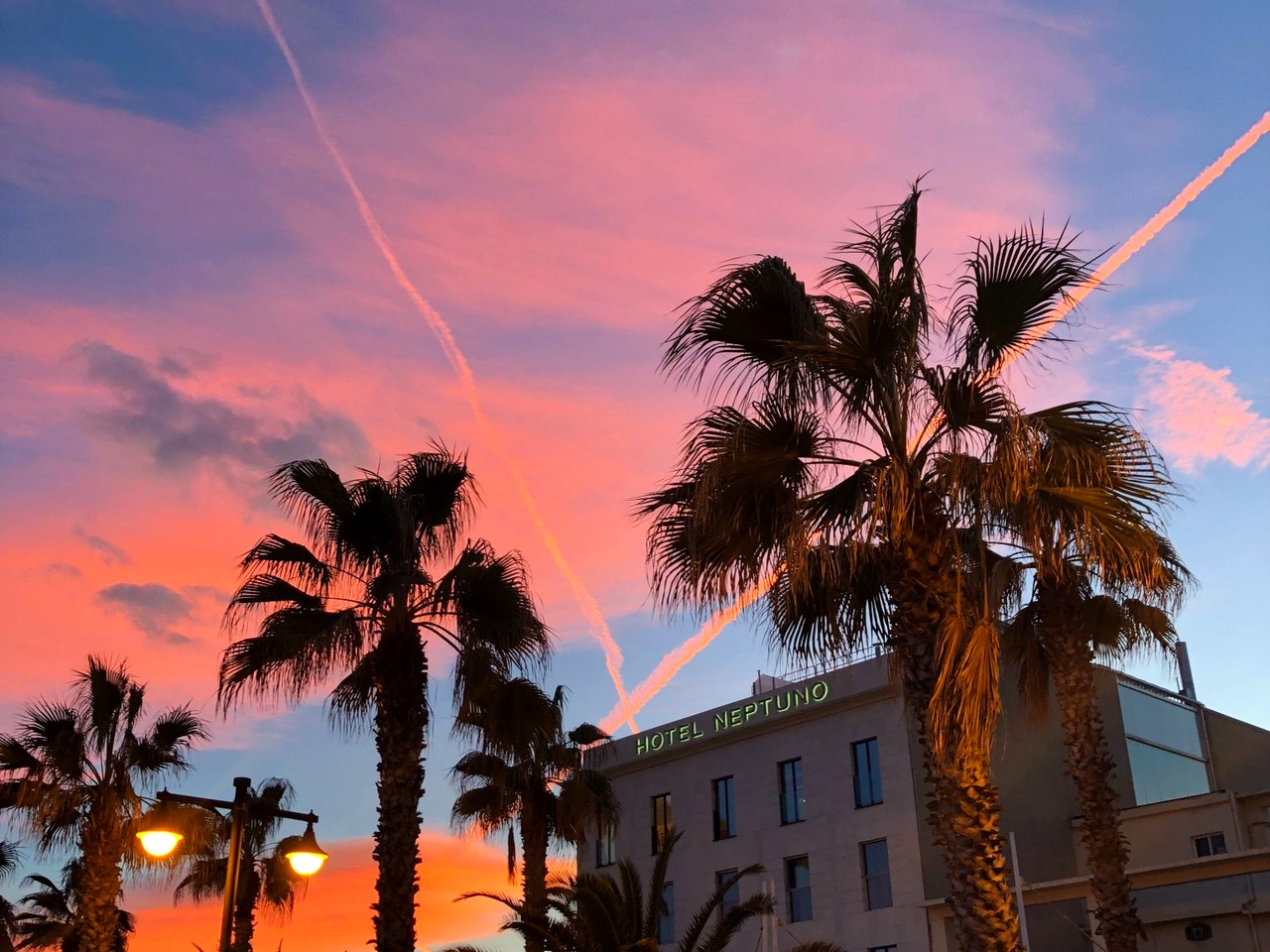 Valencia palms at sunset
